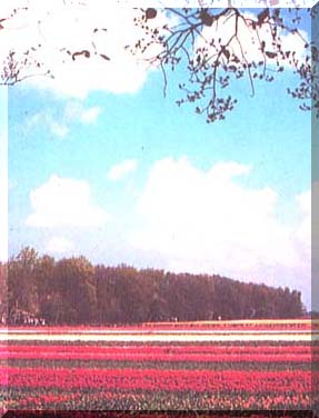 cover01.jpg (19976 bytes)